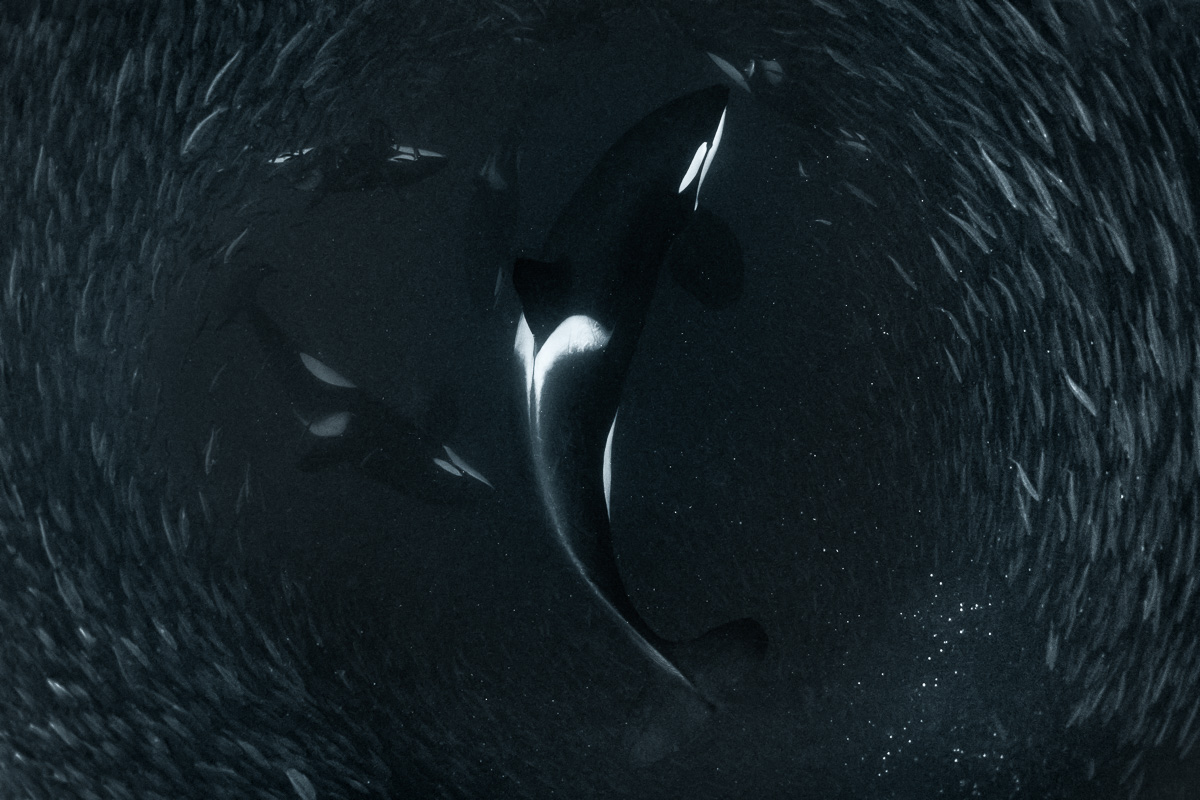 killer-whale-hunt-in-deep-water