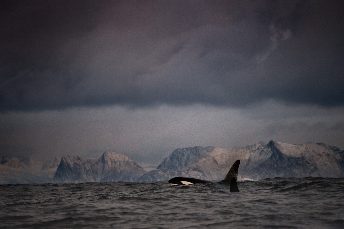 orca_kileer_whale_scenery_fjord_norway