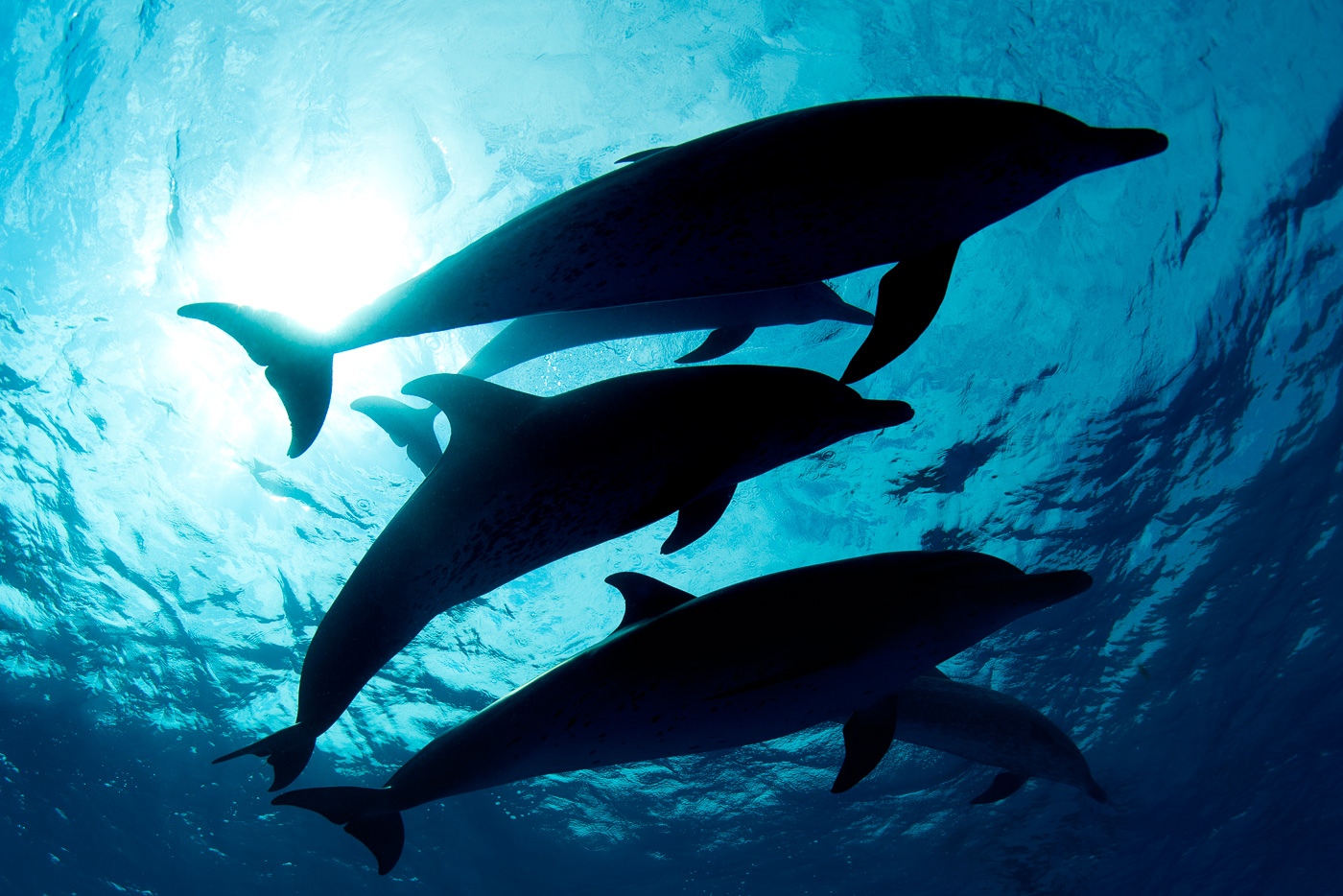silhoutte_of_spotted_dolphins_blue