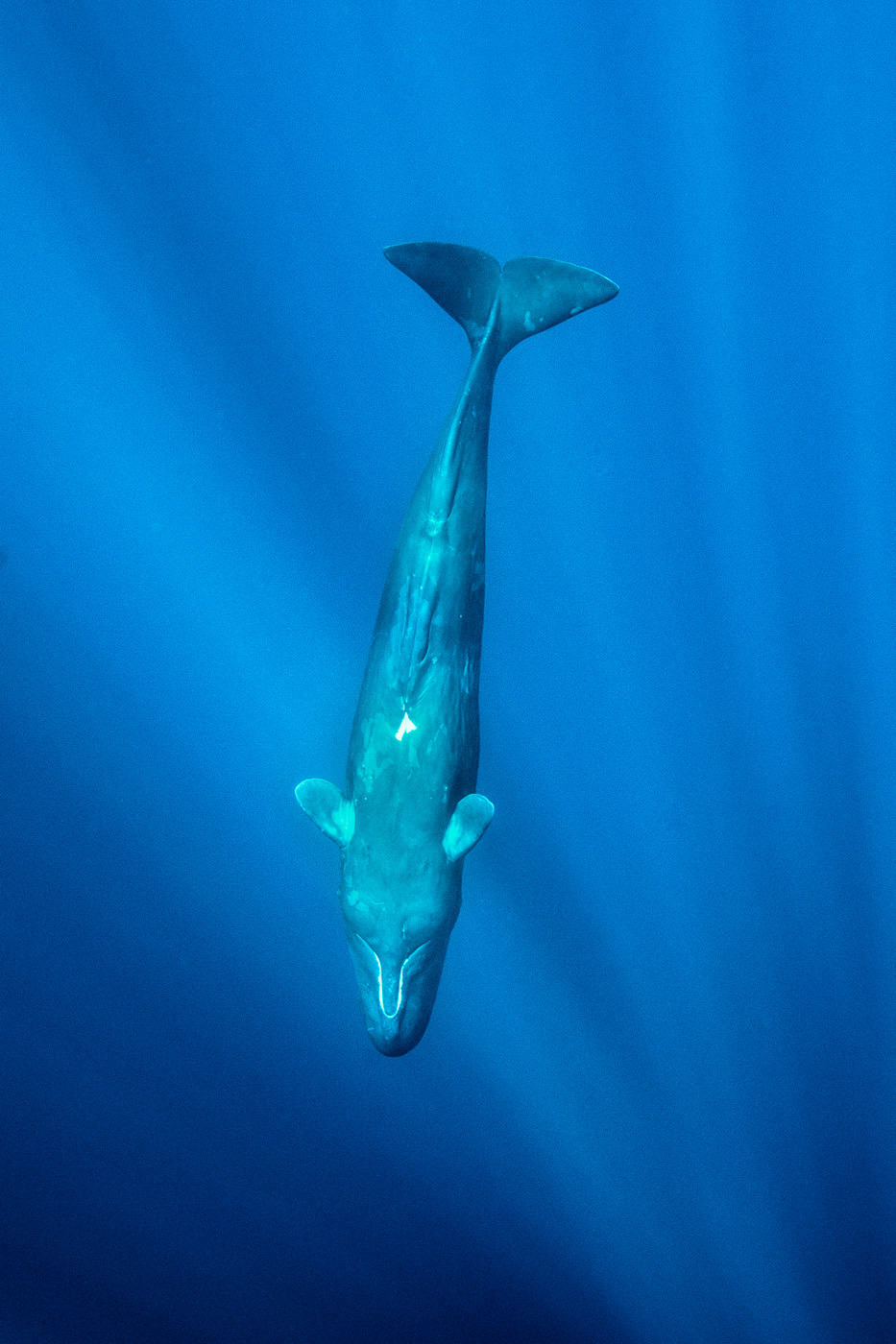 sperm_whale_diving_in_depth_azores