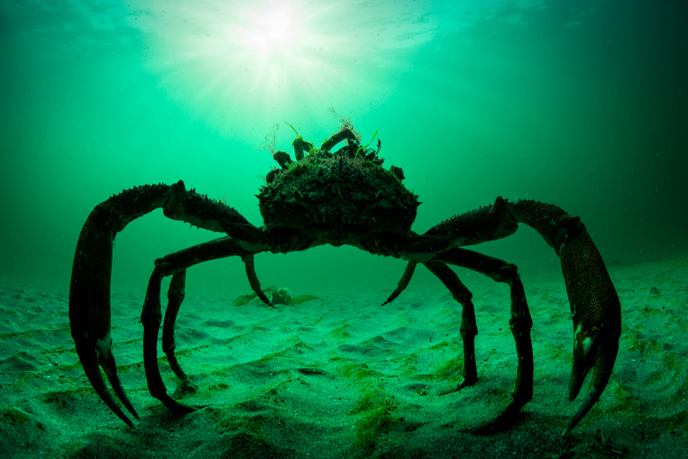 spider_crab_underwater_ireland