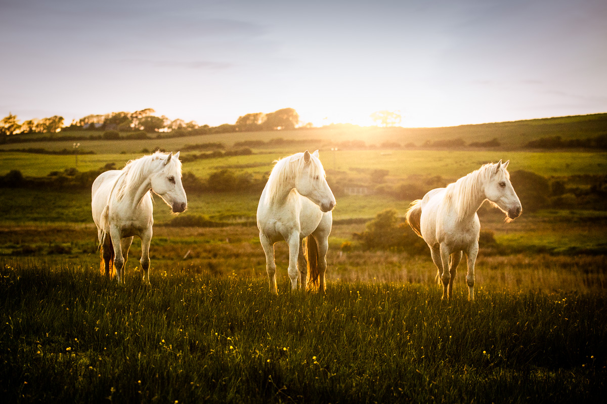 three_white_horses_posse_at_sunset_ireland