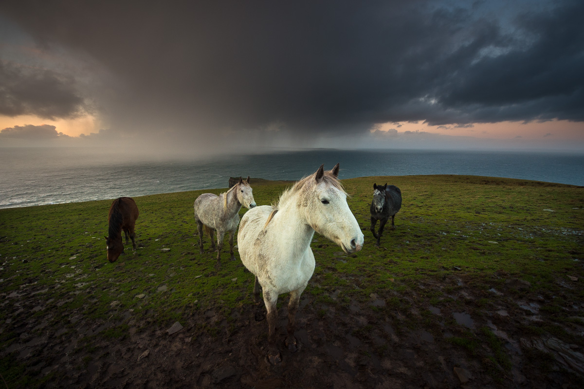 wild_atlantic_horses_storm_sky
