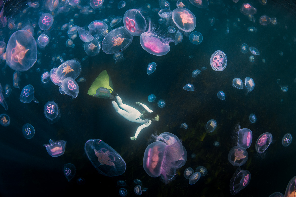 free_diver_diving_with_moon_jellyfish_ireland