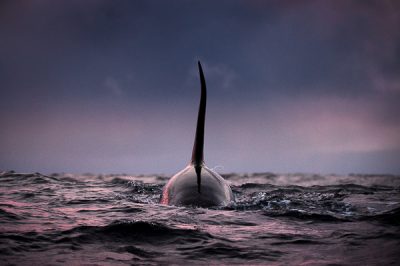 Orcas of arctic
