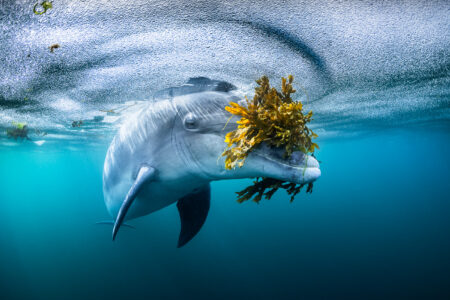 dolphin carry kelp