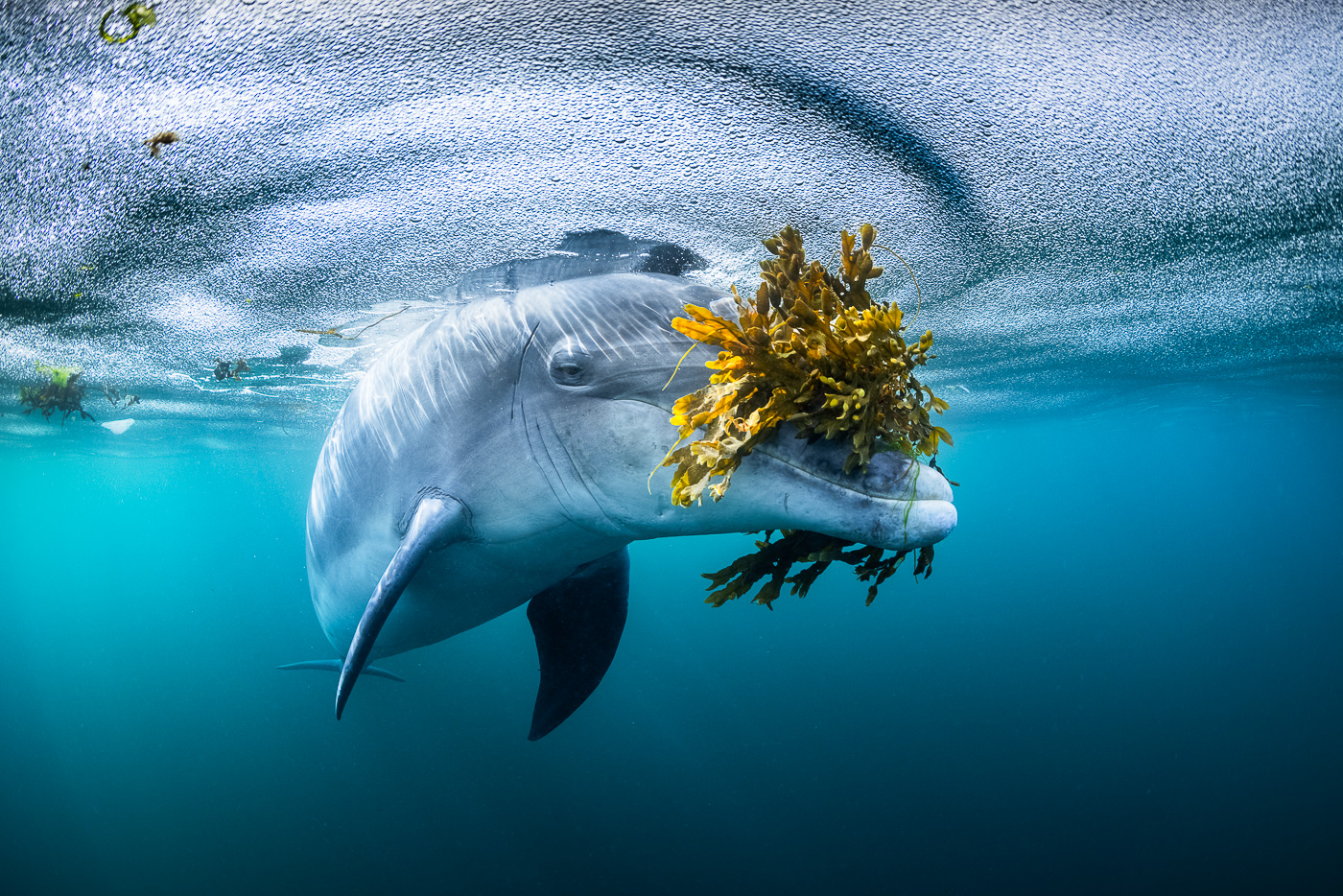 dolphin play with kelp
