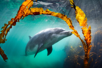 kelp dolphin magic