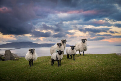 Sheep posing at sunset