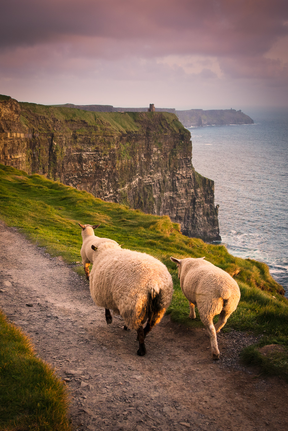 sheep walk at Cliffs of Moher