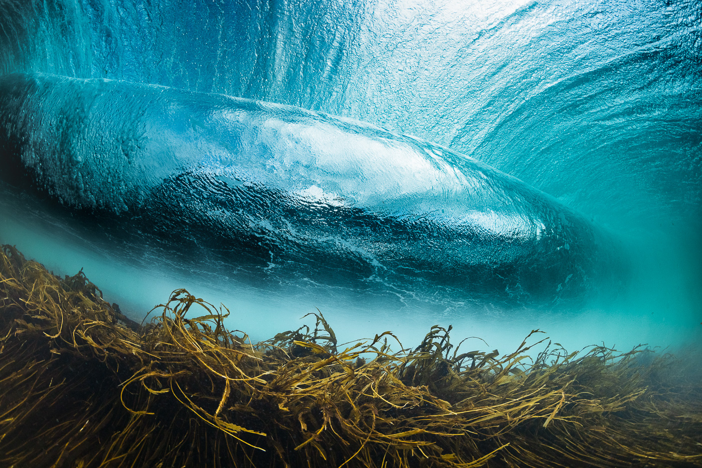 Rileys underwater with seaweed